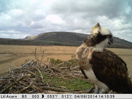 Still camera image of Osprey at Foulshaw 2014