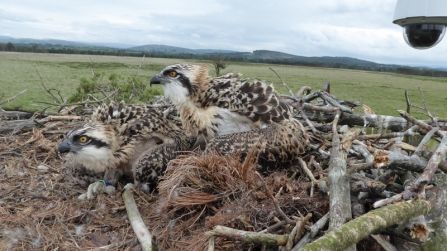 Osprey chicks Blue V8 and V9 back on nest after ringing 2016