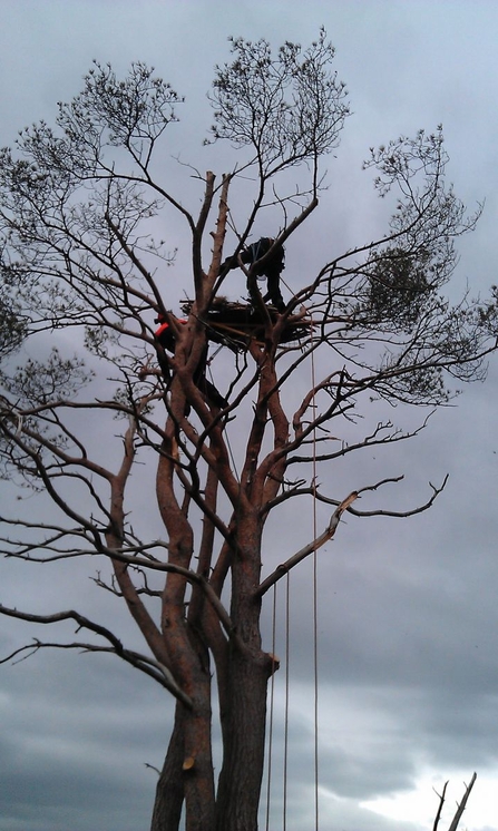 Building osprey nest platform 2014