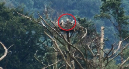 Osprey chicks in nest 2017 