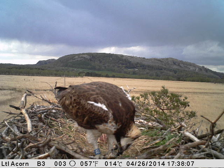 Still camera Osprey feeding on nest 2014