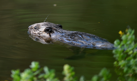 Image of beaver © David Parkyn Cornwall Wildlife Trust