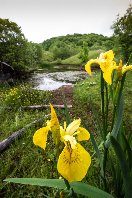 Yellow flag iris Clints Quarry 2013