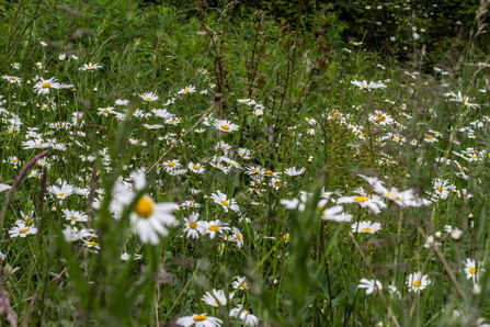 Oxeye daisies Clints Quarry 2013