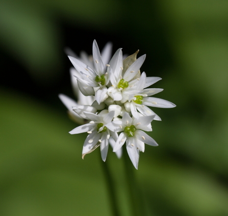 Wild garlic Dorothy Farrers 2013