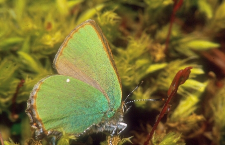 Green hairstreak