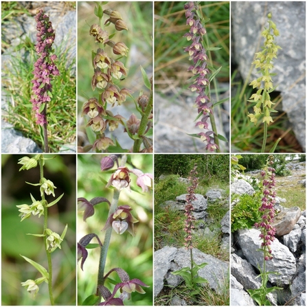 Helleborines