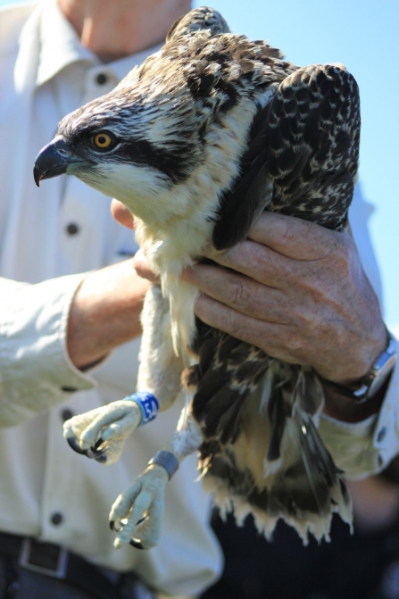 Osprey chick Blue 5A with leg ring 2014