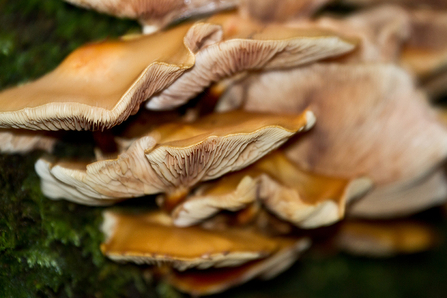 Bracket fungus. Whitbarrow Scar 2013