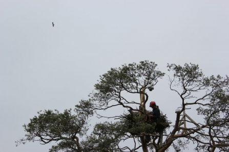 Tree surgeon lowering Osprey chicks for ringing 2016