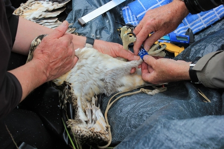 Osprey chick ringing 2016 Blue V8