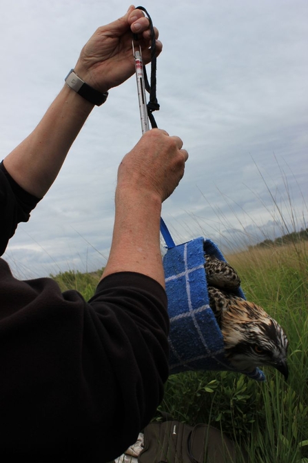 Osprey chick Blue V8 female being weighed 2016