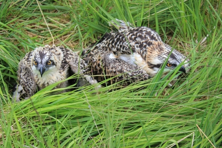 Osprey chicks lowered to ground from nest for ringing 2016