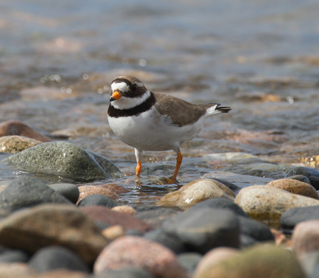 Ringed plover. Eskmeal Dunes 2013