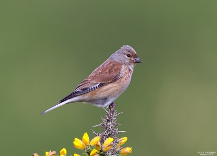 Linnet