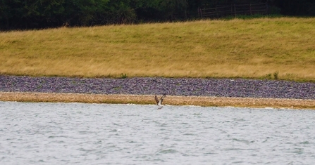 Osprey diving at Rutland Water