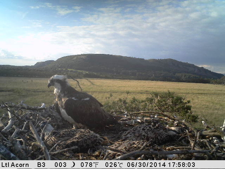 Still camera nest , adult and chicks 2014