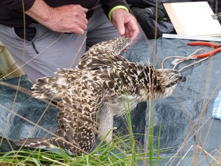 Close up with the osprey chicks | Cumbria Wildlife Trust