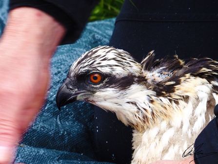 Blue U0 Osprey being ringed 2017