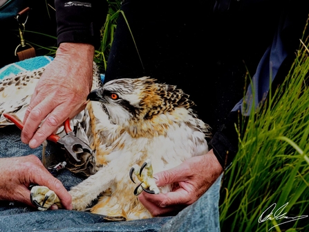 Blue U9 Osprey being ringed 2017