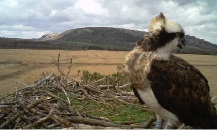 Still camera Blue 35 on nest 2014