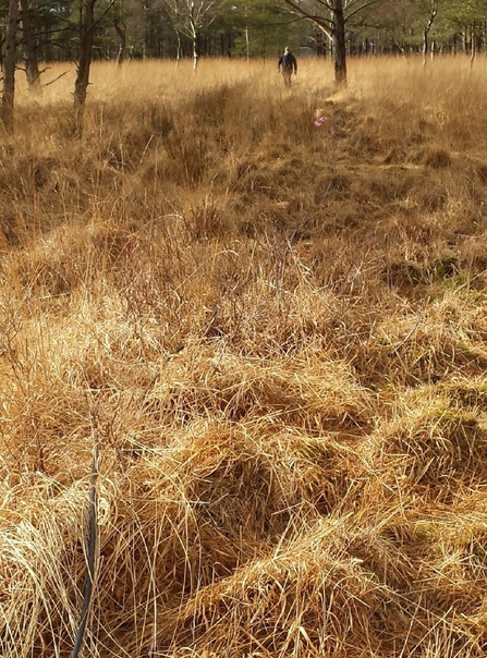 Laying the cable at Foulshaw Moss 2015