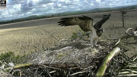 Unringed female osprey visits nest March 2016