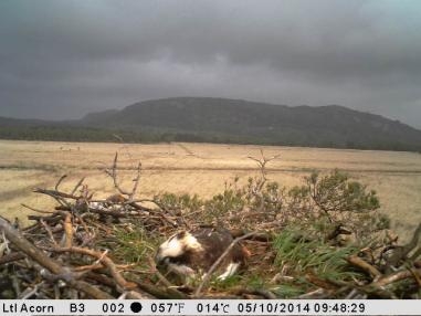 Still camera adult on nest in rain 2014