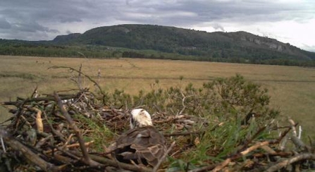 Still camera Osprey on nest May 2014