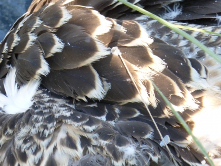 Osprey bird feather markings