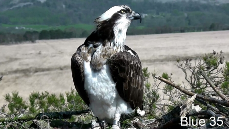 Osprey female Blue 35 on nest
