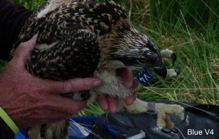 Osprey chick Blue V4 on nest 2015