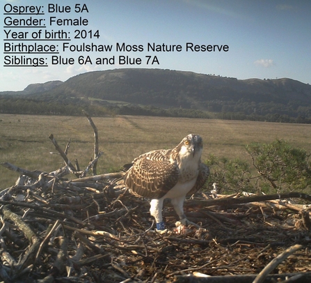 Osprey chick blue 5A on nest- blog