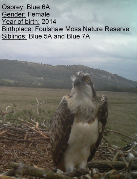 Osprey chick blue 6A on nest 2014