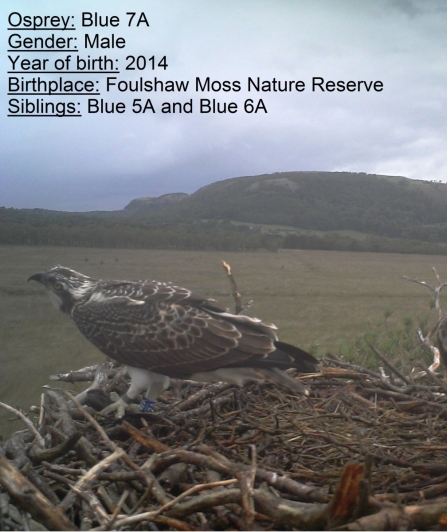 Osprey chick Blue 7A on nest 2014