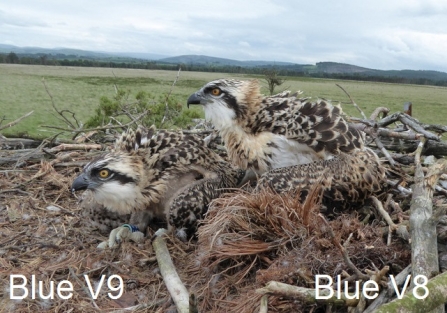 Osprey Chicks Blue V8 & V9 on nest 2016