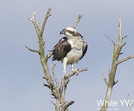 Osprey male White YW
