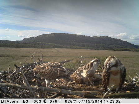 Still camera 2014 Osprey chicks