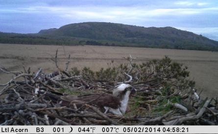 Still camera  osprey on nest 2014