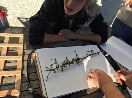 Tree Seed collecting blackthorn 2017