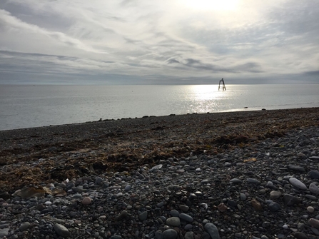 Seals at South Walney 2017