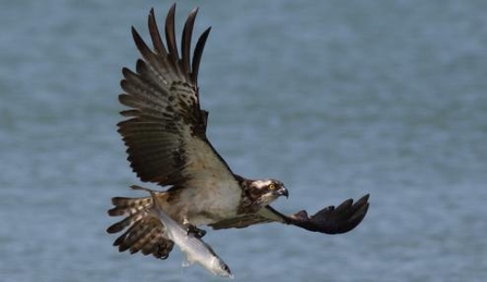 Osprey in Senegal