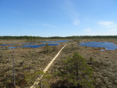 Bog pool systems at Nigula Nature Reserve, Estonia 2016
