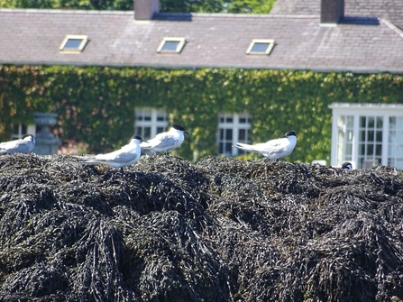 Sandwich terns Northern Ireland 2016