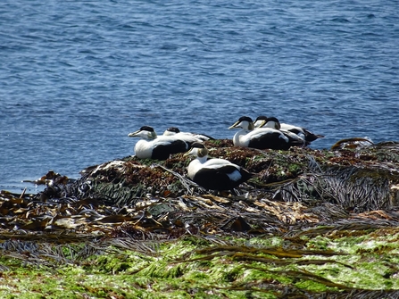 Eiders on Rathlin Island 2016