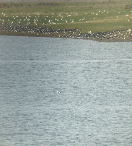 Birds at South Walney 2015