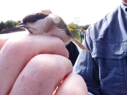 Marsh tit in hand 2016