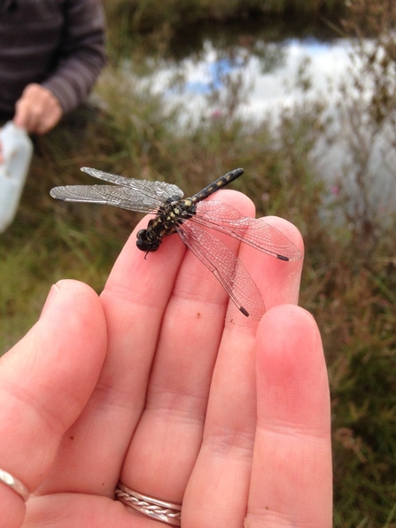 White faced darter on hand 2016