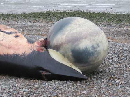 Minke_Whale_Stranding