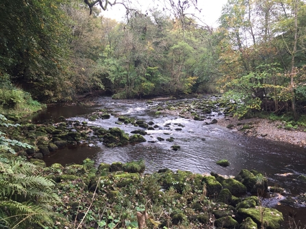 Bolton Abbey river 2016